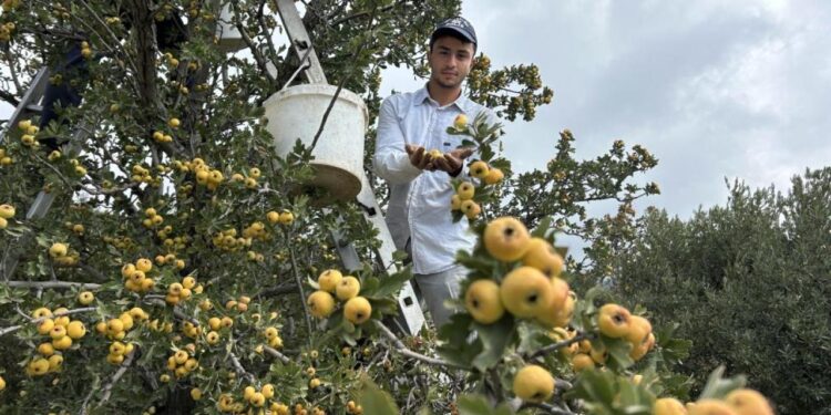 Şifa deposu alıçta hasat başladı: 200 TL’den alıcı buluyor