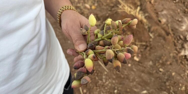 Siirt fıstığında rekolte yüzde 80 düştü