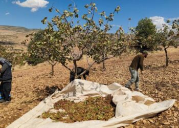 Siirt’te son durum: Fıstık hasadında sona gelindi