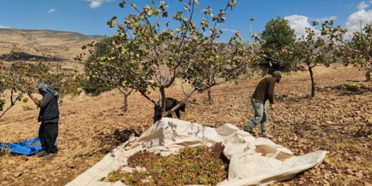 Siirt’te son durum: Fıstık hasadında sona gelindi