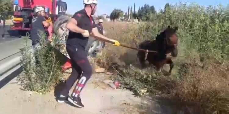 Tahliye kanalına düşen at kurtarıldı