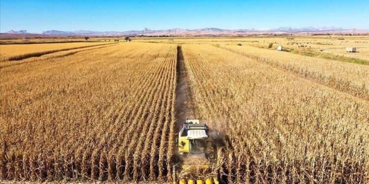 Tarım ÜFE ağustosta aylık bazda yüzde 3,45 azaldı