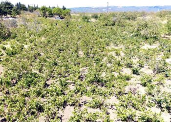 Tekirdağ’da kuraklık üzümde rekolte ve kalite kaybına neden oldu