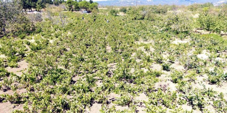 Tekirdağ’da kuraklık üzümde rekolte ve kalite kaybına neden oldu
