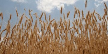 TMO’dan “TMO’ya ait buğdaylara haciz uygulandı” iddiasına ilişkin açıklama!