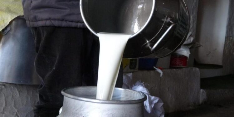 Toplanan inek sütü miktarı temmuzda 946 bin 158 ton oldu