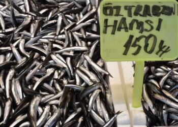 Trabzon’da hamsi ve istavrit 150 liradan satışa sunuluyor
