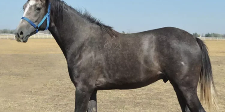 Tüm Zamanların Rekoru! Arap Tayının Satıldığı Fiyata Bakın