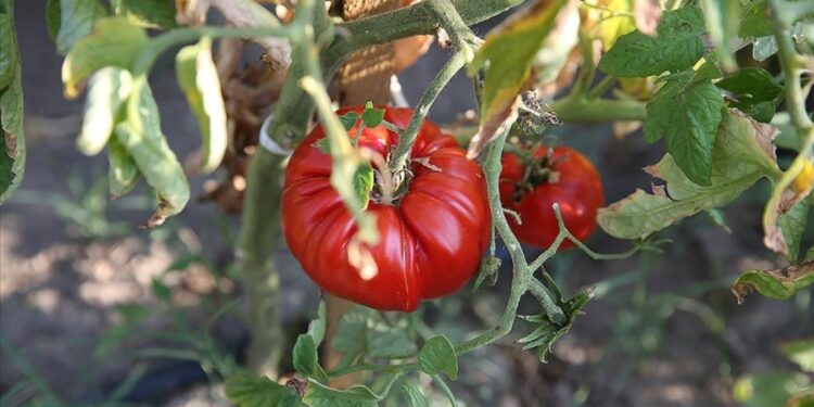 Türkiye domateste ve domates tohumculuğunda dünyanın güçlü oyuncusu