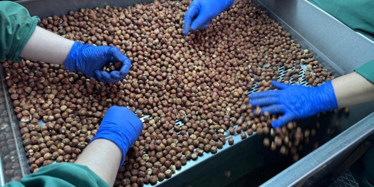 Türkiye’den dünyada 124 ülkeye fındık ihraç edildi!