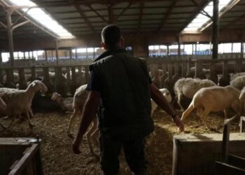 Yunanistan’da yeni salgın! Sürüler itlaf ediliyor