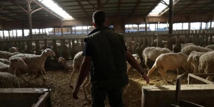 Yunanistan’da yeni salgın! Sürüler itlaf ediliyor