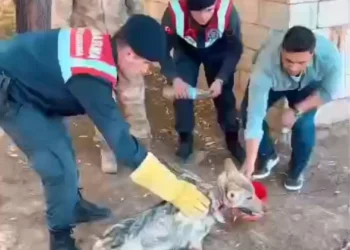 Kurt Zincirden Kurtarıldı, Tedavi Edilecek