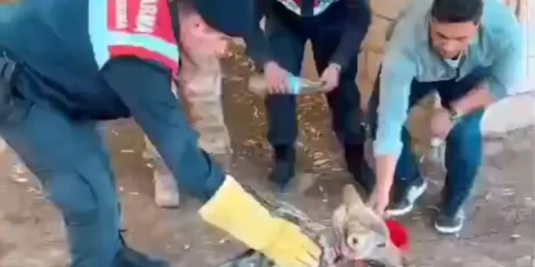 Kurt Zincirden Kurtarıldı, Tedavi Edilecek