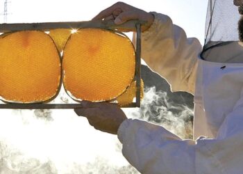 AB’den tescilli Bingöl Balı, ABD ve Ortadoğu’ya açılma hedefinde