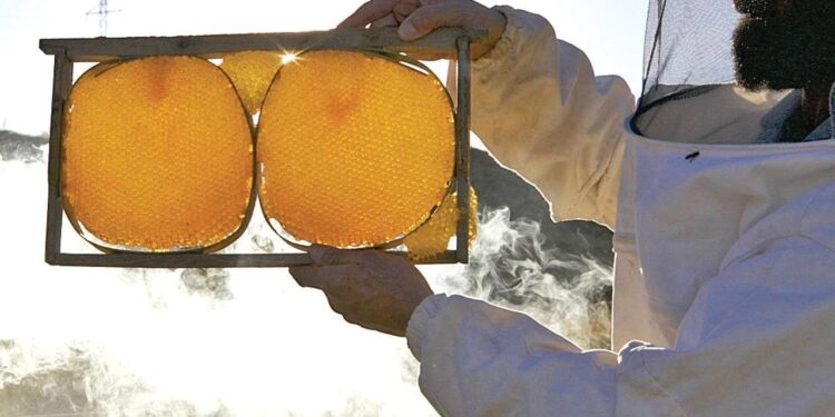 AB’den tescilli Bingöl Balı, ABD ve Ortadoğu’ya açılma hedefinde