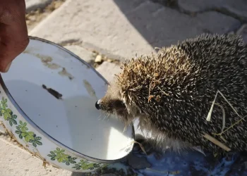 Besi Çiftliğinde Kirpi ve Süt Dostluğu