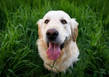 Avrupa ülkesinde ilginç uygulama! Köpeklere vergi uygulanacak!