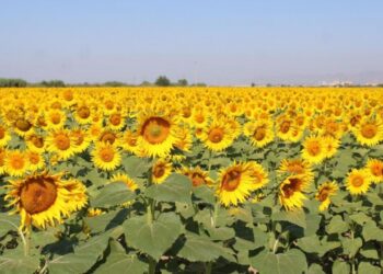 Ayçiçek alım fiyatları açıklandı