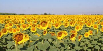 Ayçiçek alım fiyatları açıklandı