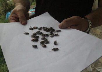 Bakanlıktan açıklama geldi! Kokarca alarmı: 1 milyondan fazla hane ilaçlandı