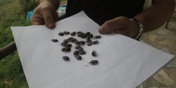 Bakanlıktan açıklama geldi! Kokarca alarmı: 1 milyondan fazla hane ilaçlandı