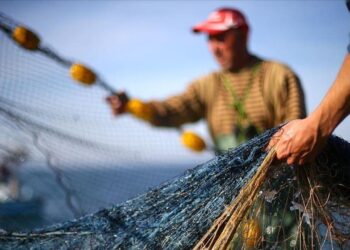Balıkçıların yüzü istavritle gülüyor! Ordu’da son durum