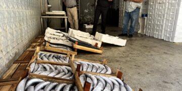 Bir gecede yaklaşık 9 bin palamut avlandı