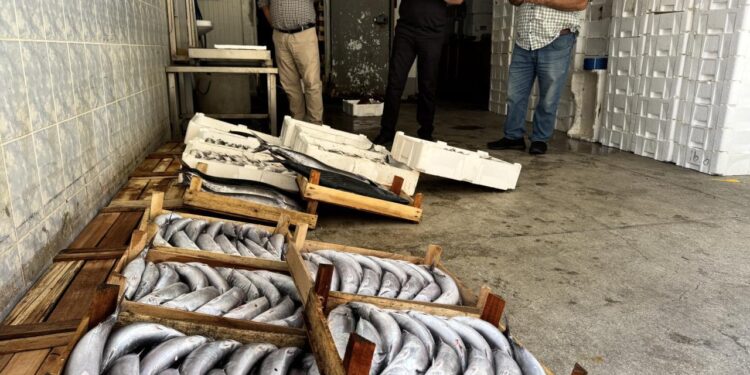 Bir gecede yaklaşık 9 bin palamut avlandı