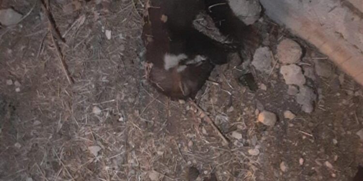 Bir mahalle elektriksiz kalmıştı: Sebebi sansar çıktı!