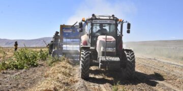 Bitlis’te kuru fasulye hasadında rekor: 37 bin ton üretim