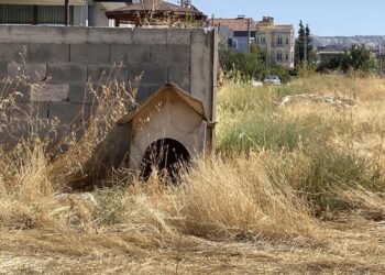 Burdur’da 3 sokak köpeğinin saldırısına uğrayan kadın yaralandı