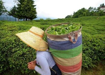 ÇAYKUR bu yıl 800 bin ton yaş çay almayı hedefliyor