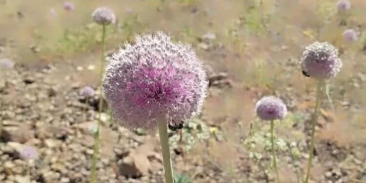 Dağ sarımsağını topladı, 557 bin lira ceza yedi!