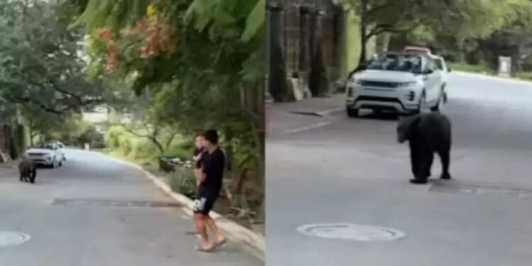 Dünya Kupalı yıldızı evinin önünde ayı kovaladı