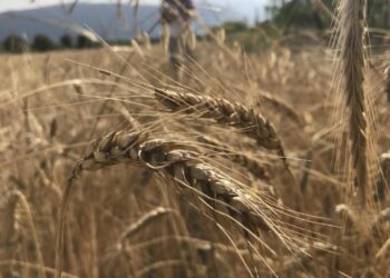 Dünya tahıl arzında rekor beklenti: 3 milyar tonu geçebilir