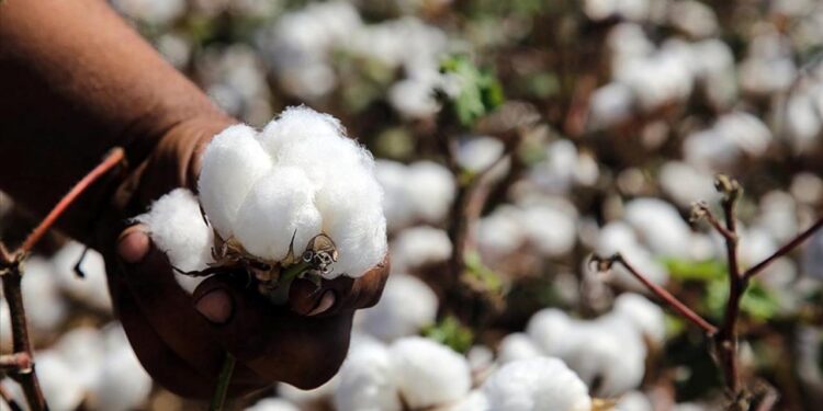 Ege’de pamuk rekoltesinin 410 bin ton olması bekleniyor