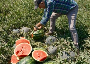 Fiyatı dudak uçuklatıyor: Iphone 17 almak için bu üründen 30 tır satmak gerekiyor