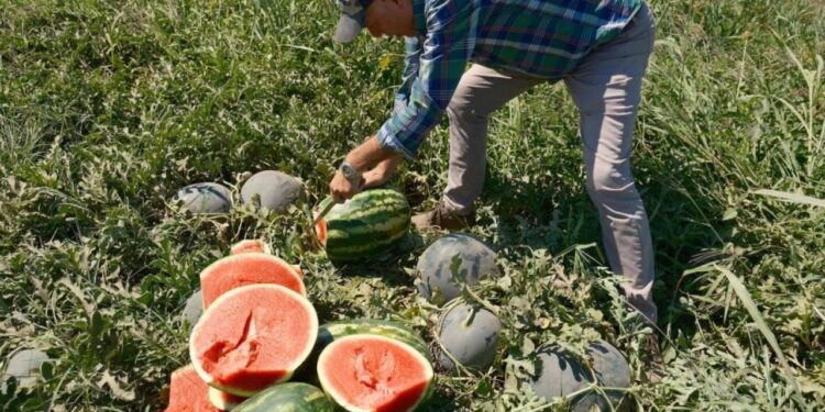 Fiyatı dudak uçuklatıyor: Iphone 17 almak için bu üründen 30 tır satmak gerekiyor