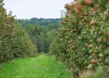 Galatasaray, Karadeniz’den arazi alıyor