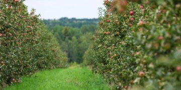 Galatasaray, Karadeniz’den arazi alıyor