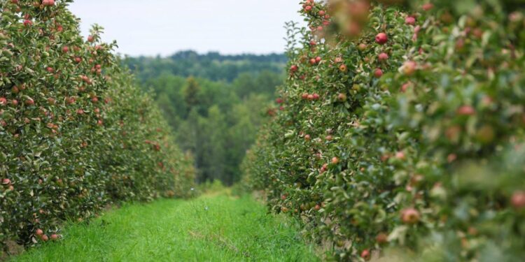 Galatasaray, Karadeniz’den arazi alıyor