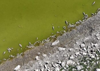 Göletin kıyılarında tedirgin eden görüntü
