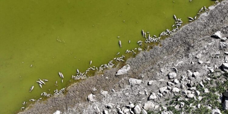 Göletin kıyılarında tedirgin eden görüntü