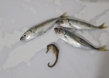 Hakkari’de şaşırtan olay: Balıkların arasından denizatı çıktı