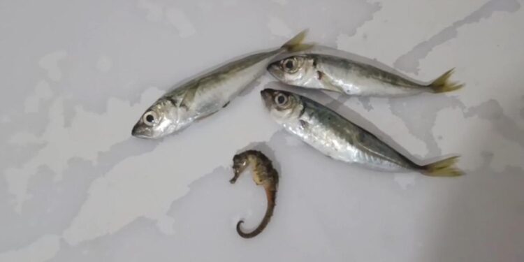 Hakkari’de şaşırtan olay: Balıkların arasından denizatı çıktı