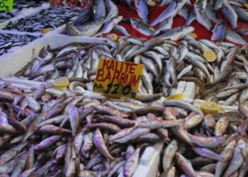 Hamsi bolluğu fiyatları düşürdü