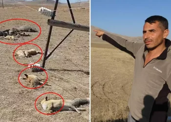 Hayvan otlatan kişi beklenmedik manzara karşısında korktu