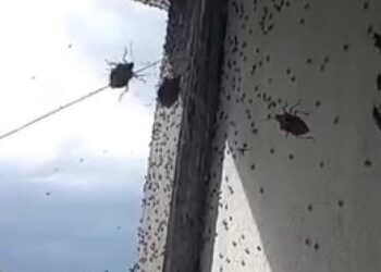 Kabus geri döndü! İki ilçeyi istila etti! Bina adeta renk değişti