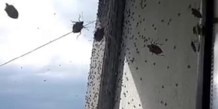 Kabus geri döndü! İki ilçeyi istila etti! Bina adeta renk değişti